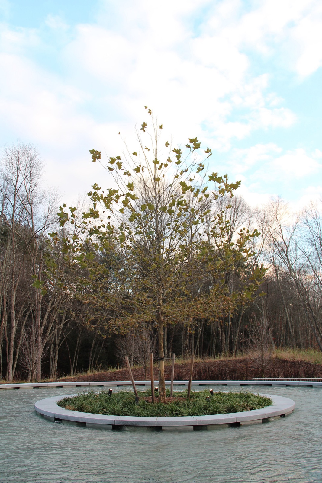 Sycamore tree surrounded by the reflecting pool at the Sandy Hook Permanent Memorial in Newtown